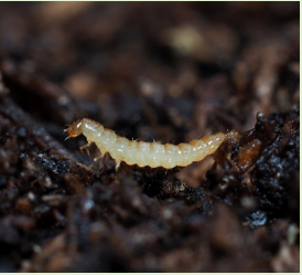 Dalotia coriaria larva